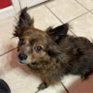 Meet your Posher, Ayla